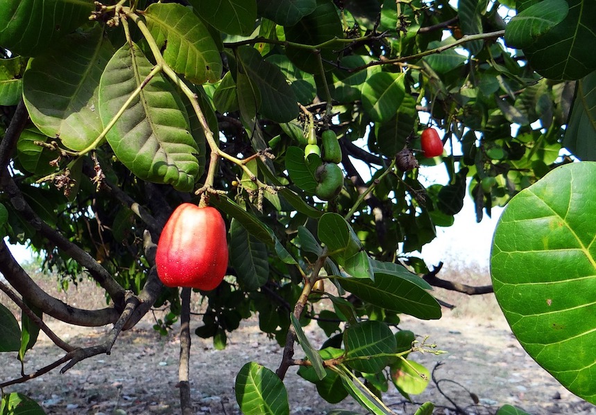 Este fruto seco también es llamado: nuez de la India
